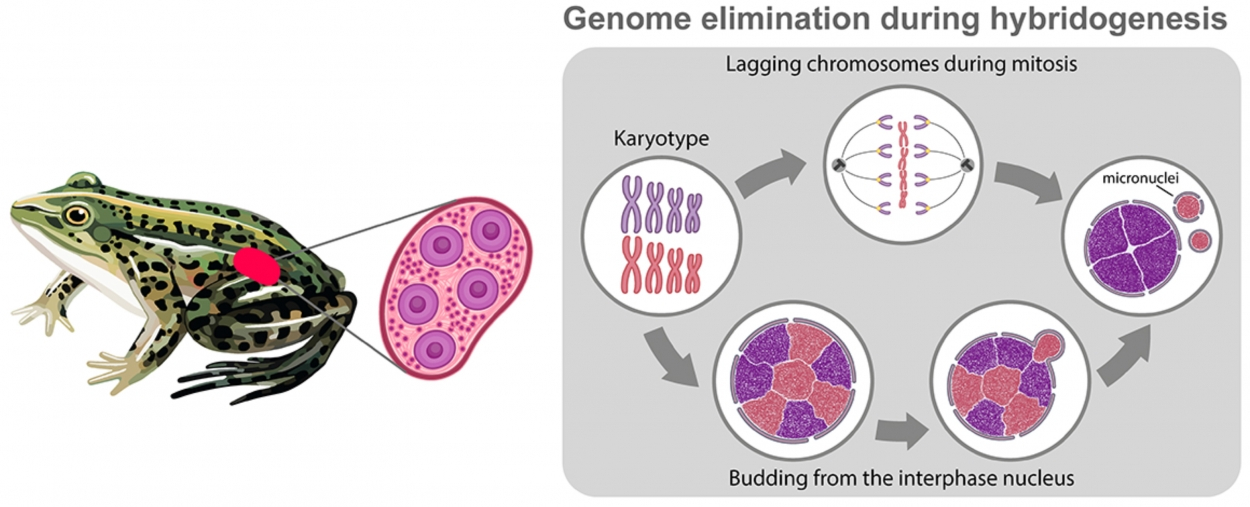 在Pelophylax esculentus群体的青蛙杂交发生过程中消除一个亲本基因组的机制