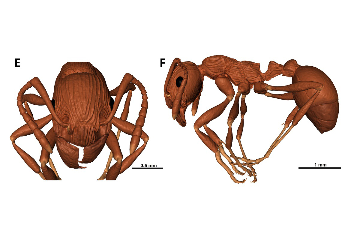 Manica andrannae蚁的3D模型