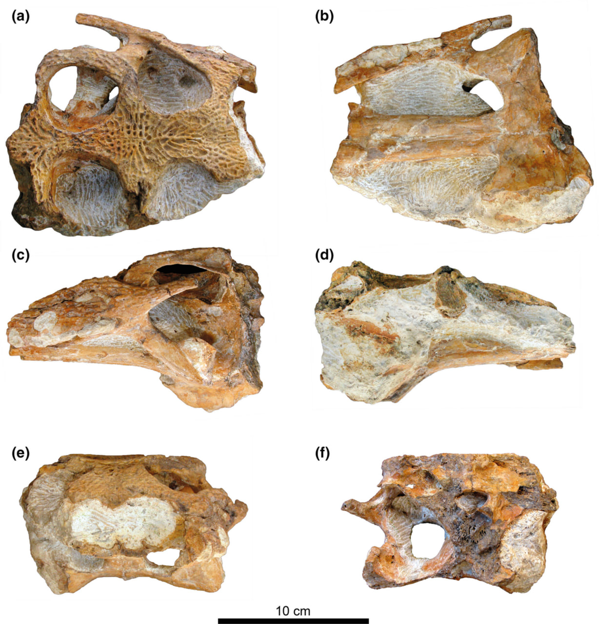 从上(a)、下(b)、左(c)、右(d)、前(e)和后(f)拍摄的葡萄牙鳄的头骨照片 © Journal of Anatomy