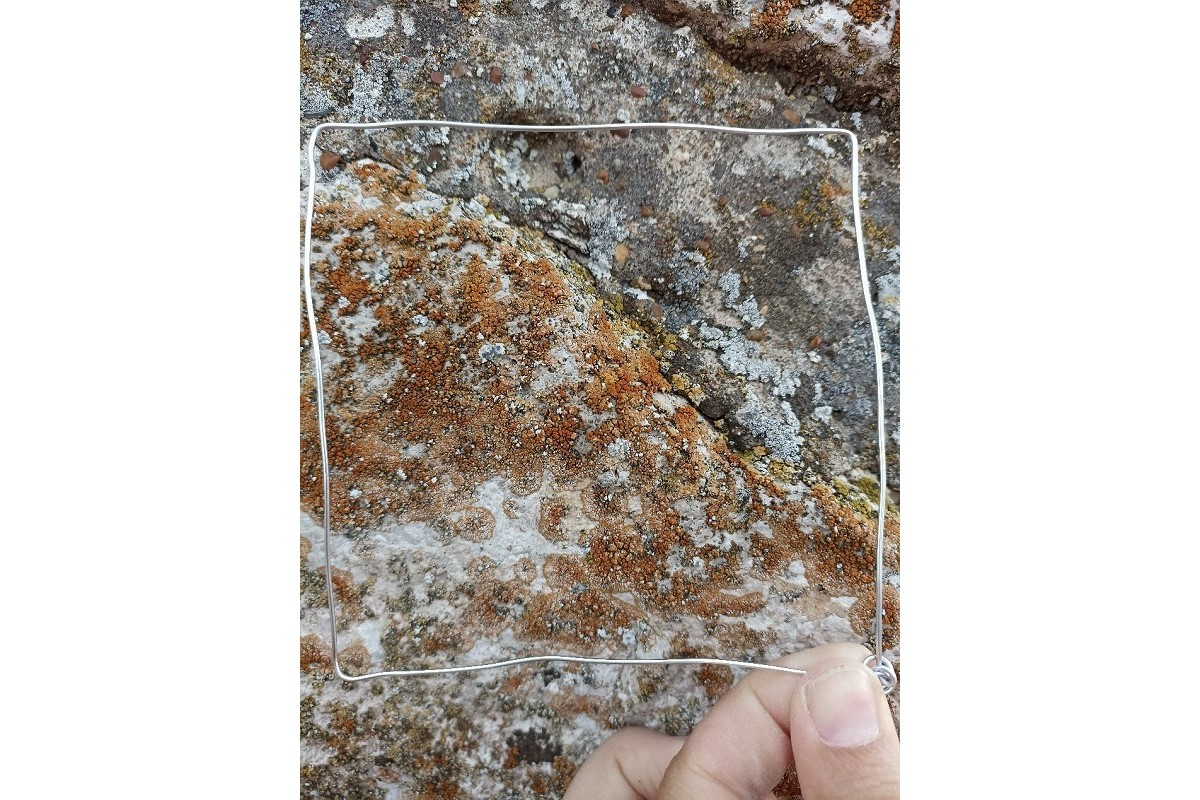 一个以Caloplaca saxicola地衣为主的石灰岩遗址。来自阿·罗季昂诺娃的个人档案