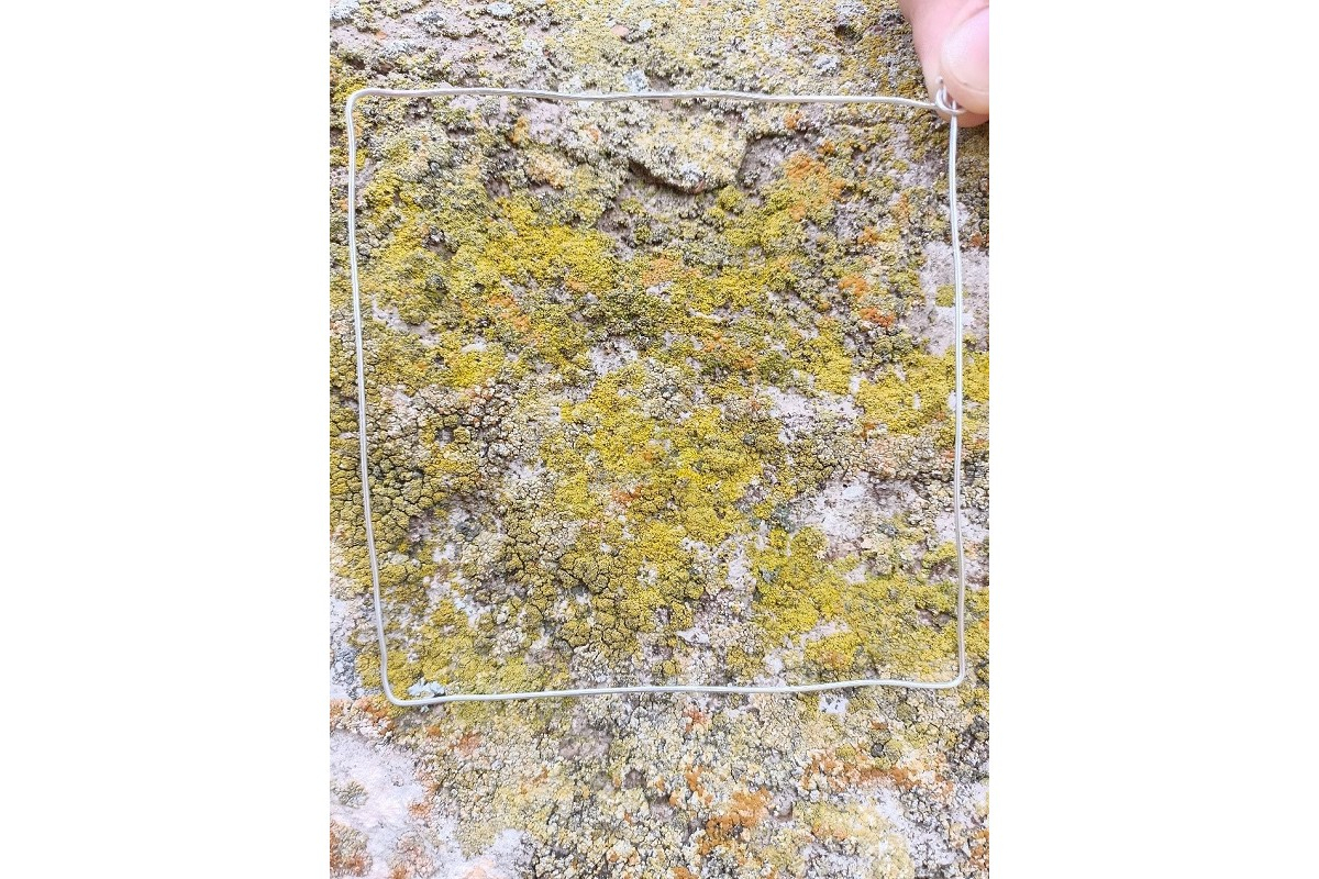 Candelariella sp.地衣。来自阿·罗季昂诺娃的个人档案