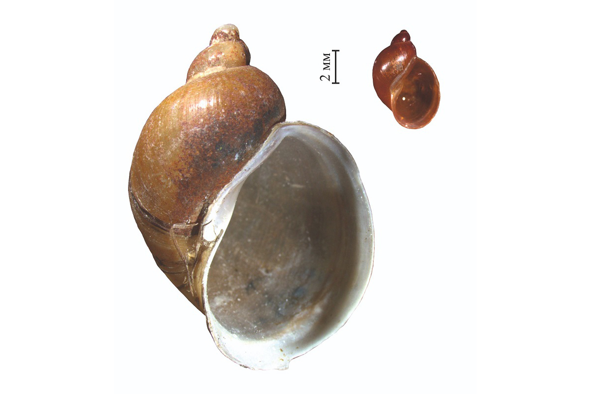 来自涅涅茨自治区不同水域的Ampullaceana椎实螺外壳： Pymvashor温泉水域（右）、 Diyaty 湖（左）© 拉维罗夫中心首席研究员，奥尔加·阿克塞诺娃