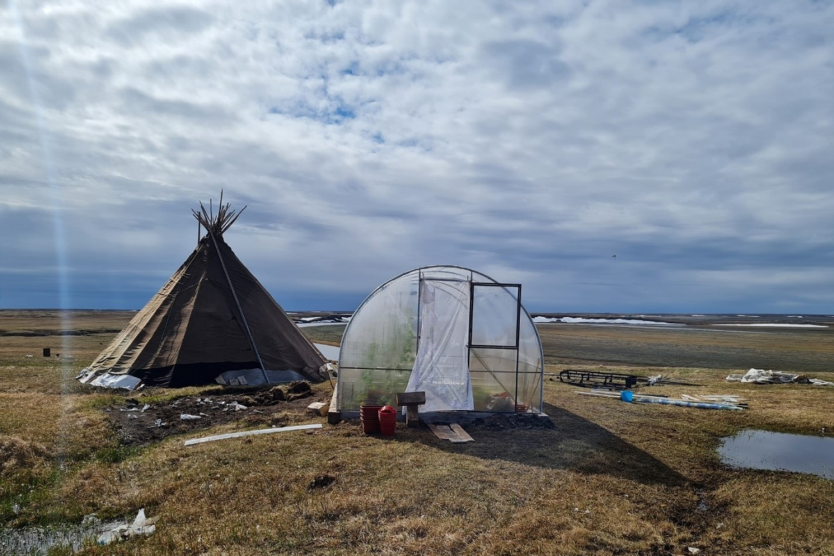 肖亚哈冻土地区的游牧帐篷以及温室 2021年© 照片由Mikhail Okotetto收集整理