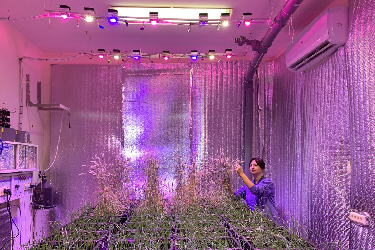 圣彼得堡国立大学遗传学和生物技术教研室讲师叶莲娜·安德烈耶娃从安·尼日尼科夫的个人档案中评估了植物培育室中的谷物产量