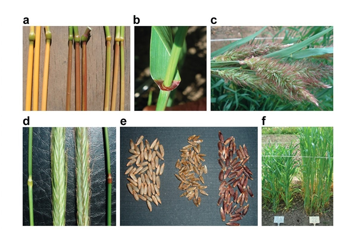 圣彼得堡国立大学遗传学收藏的黑麦系中一些表型性状的多样性（c）生物通讯