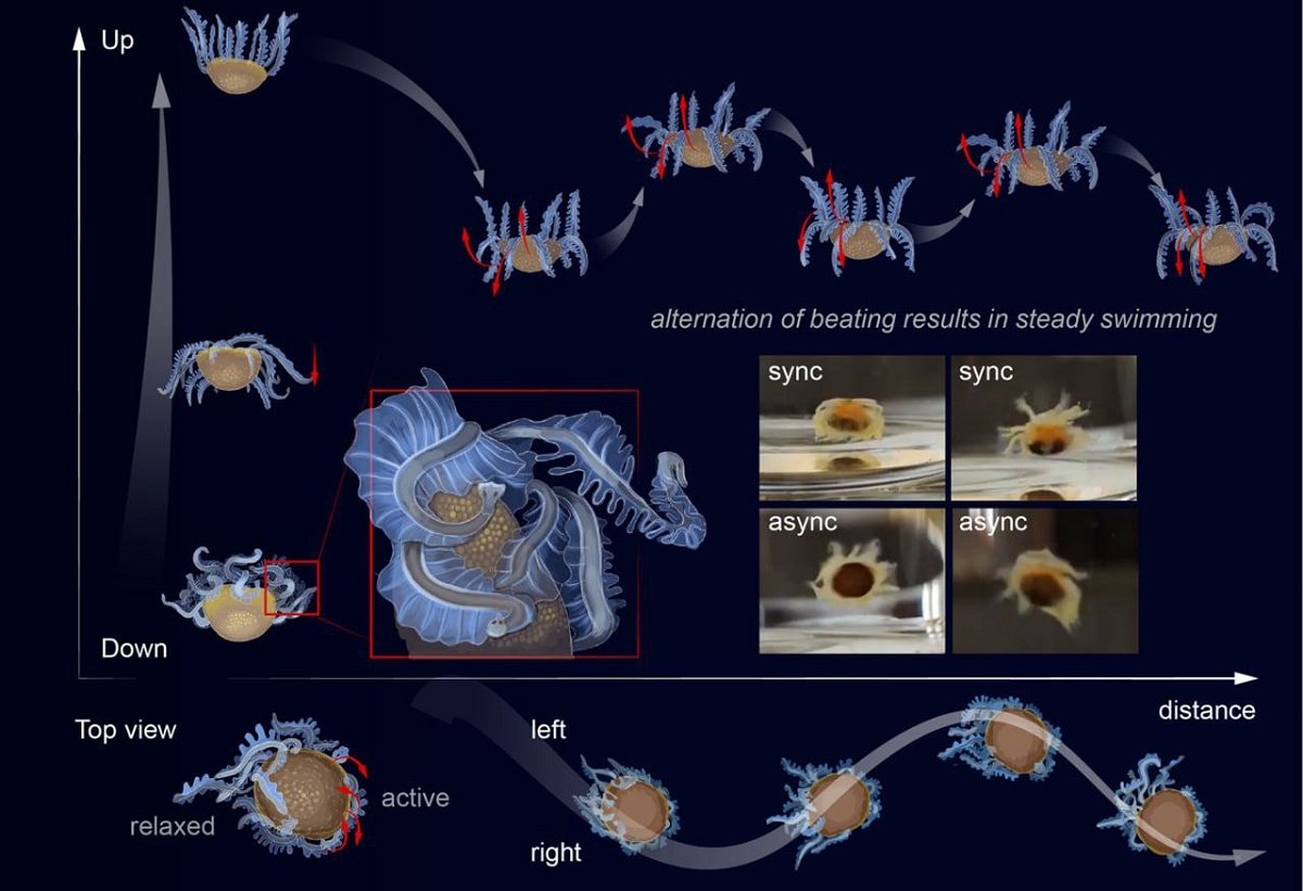 水下蜕皮虫的移动图示，发表于《当代生物学》