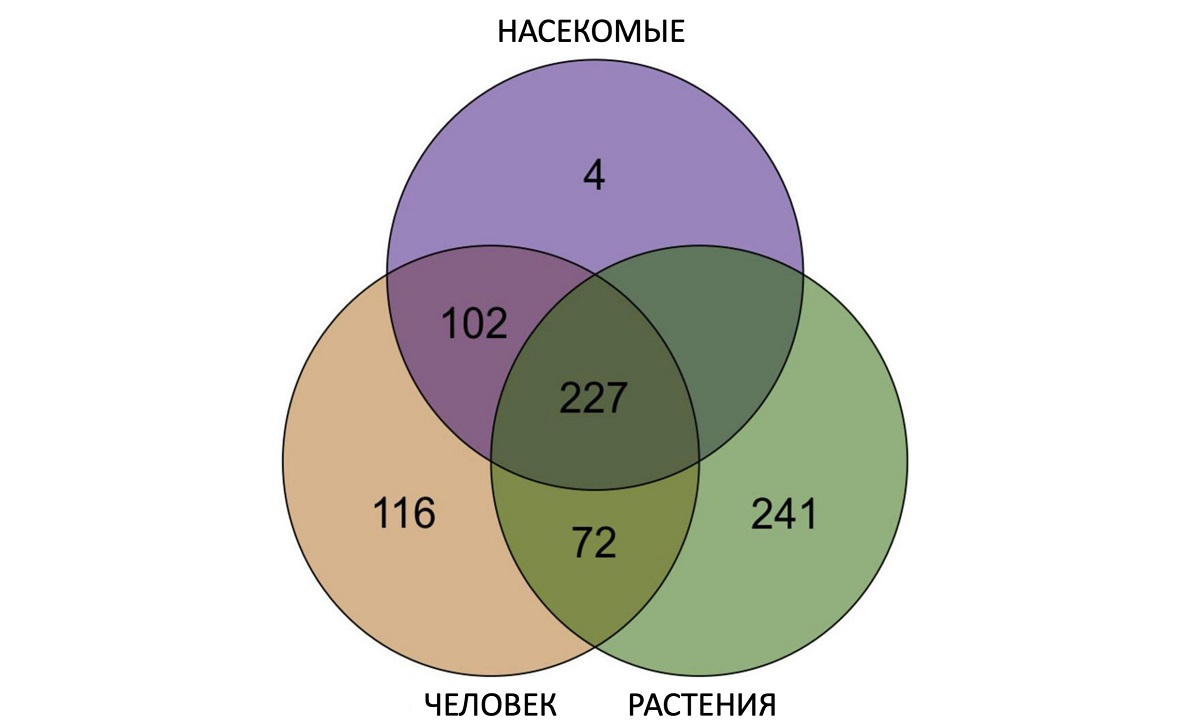 维恩图展示了致病菌Serratia marcescens中含有的蛋白质的数量以及对感染不同宿主的能力（紫圈指昆虫，绿圈指植物，橙圈指人类）。插图摘自杂志“Frontiers in Microbiology ”。