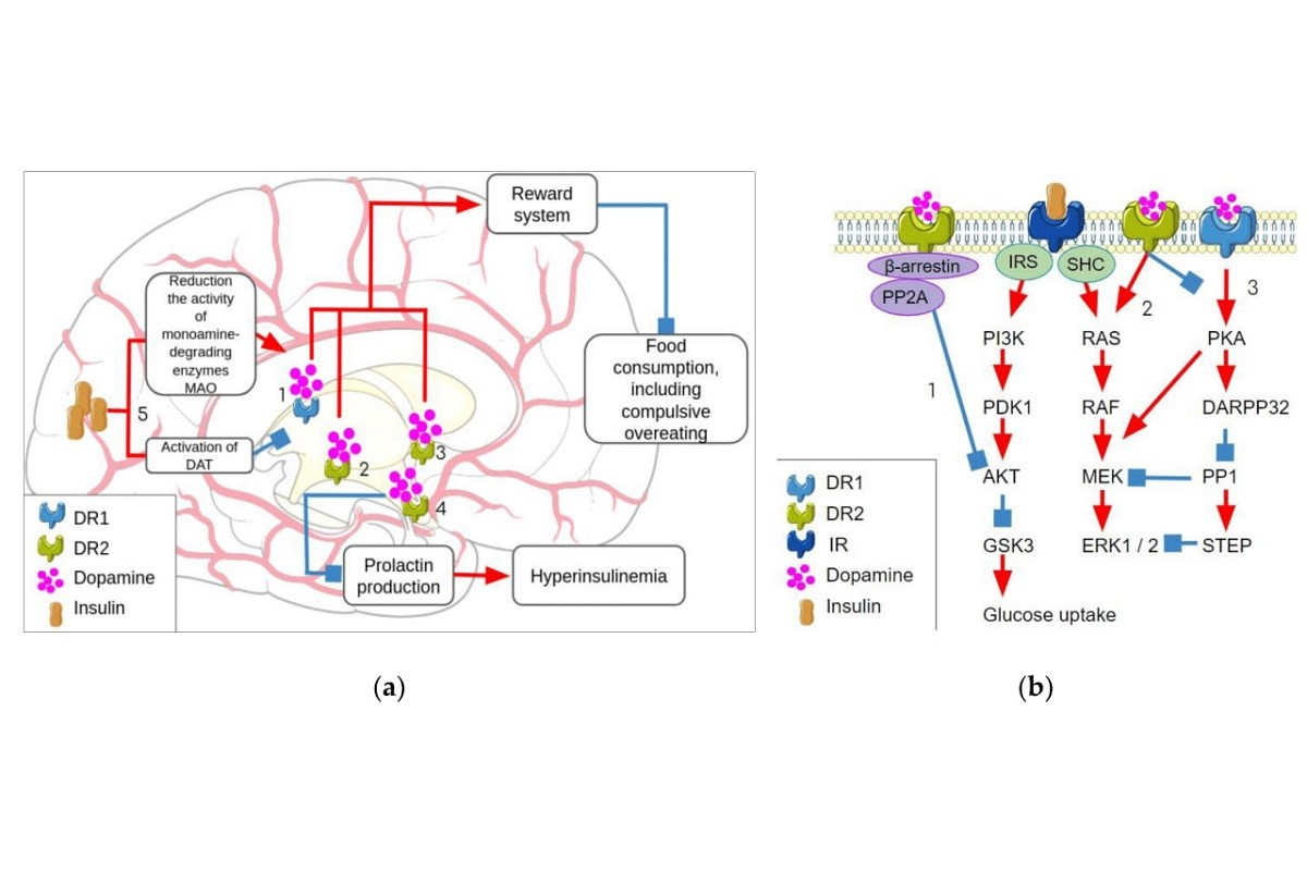多巴胺和胰岛素信号传递之间相互作用的图示。取自《生物分子》杂志