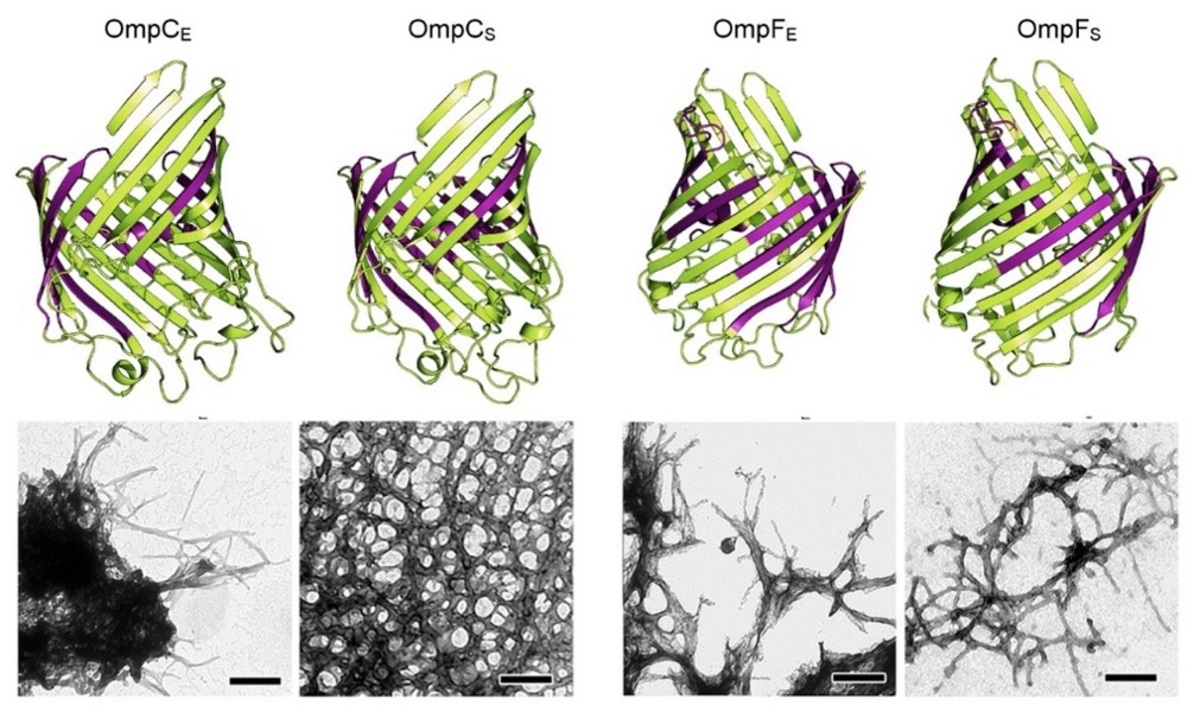第一行的图片为Escharichia coli 和Salmonella enterica细菌内含有的OmpC 、 OmpF蛋白质结构。第二行是上述蛋白形成的淀粉样纤维透射电镜图像。图片摘自“International Journal of Molecular Sciences”杂志。