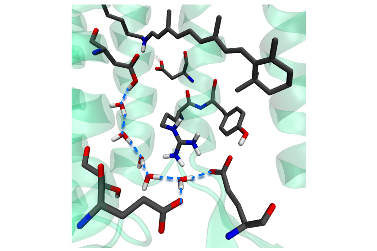 © ACS Physical Chemistry Au 通过计算机建模发现的水分子 “导线 "可在两个氨基酸残基之间传递质子