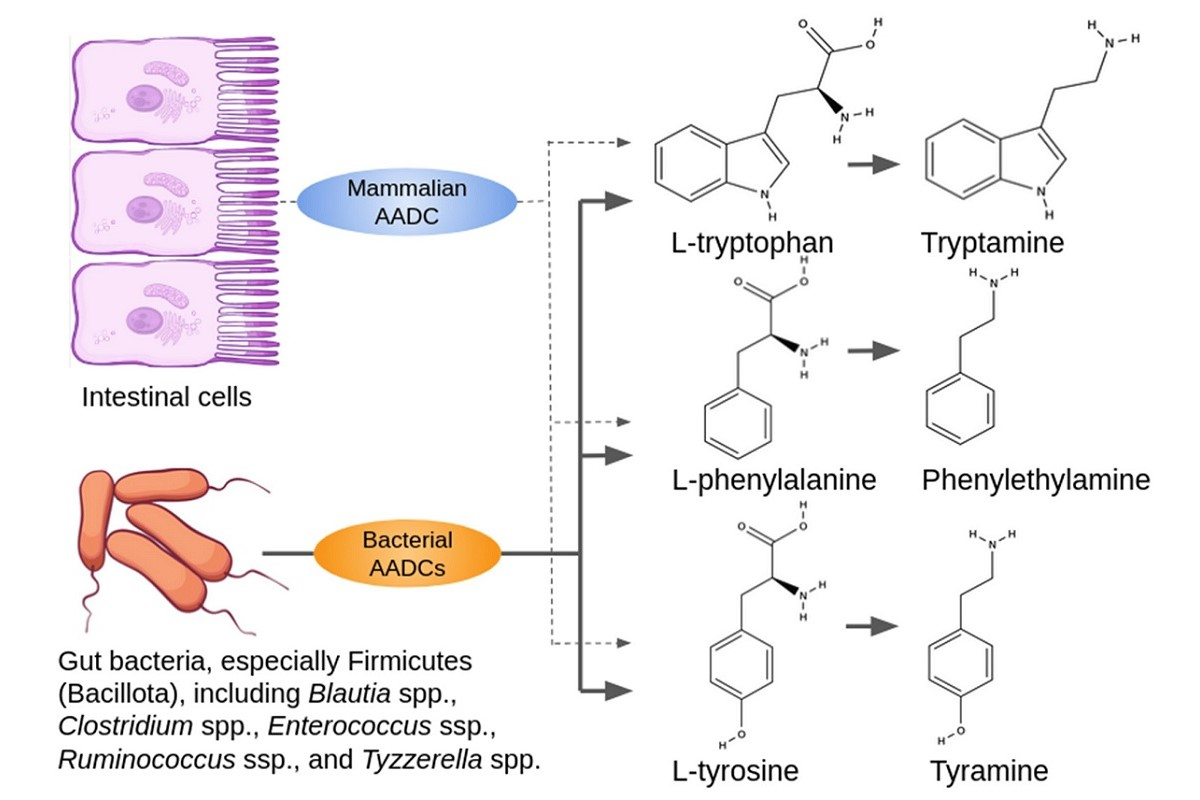 肠道内微量胺受体（TA）的来源。引自International Journal of Molecular Sciences