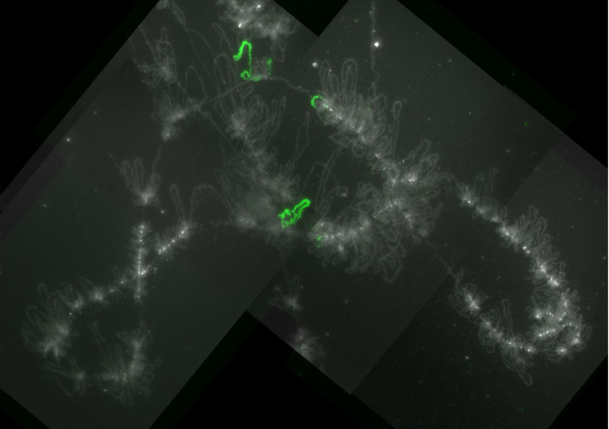 使用 FISH 方法对鸡的灯刷染色体侧环进行了基因标记的示例。比例尺 — 20 µm。文章插图：Kulikova et al. / Chromosoma, 2022